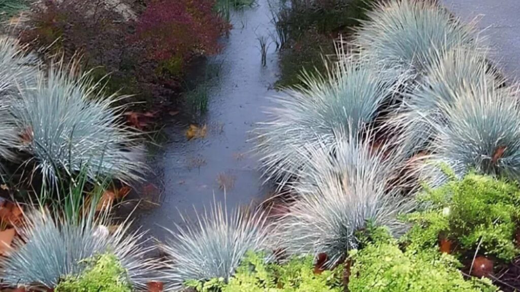 Jardins de chuva chegam a Curitiba como solução verde para os alagamentos