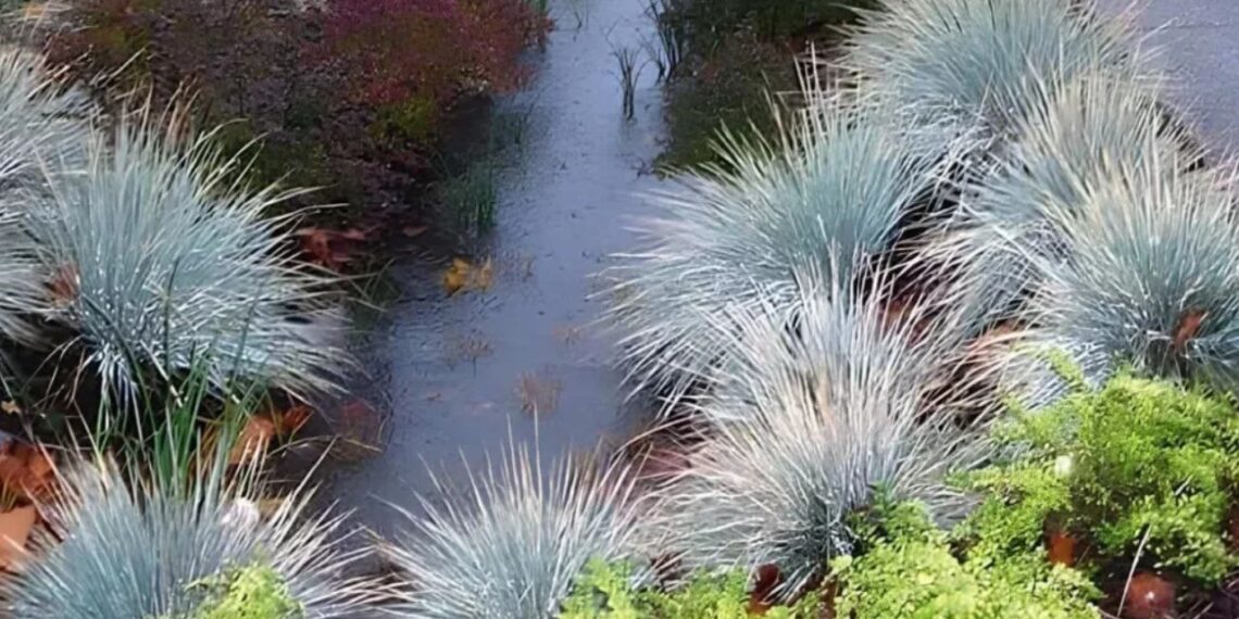 Jardins de chuva chegam a Curitiba como solução verde para os alagamentos