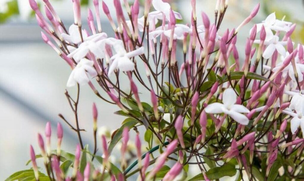 Jasmim-dos-poetas: a trepadeira perfumada que cresce rápido e encanta jardins