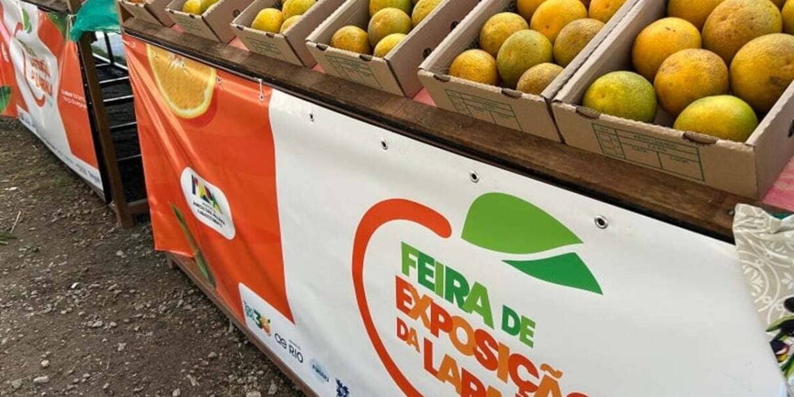 Laranja de Tanguá com selo de Indicação Geográfica vira referência em qualidade no Estado do Rio