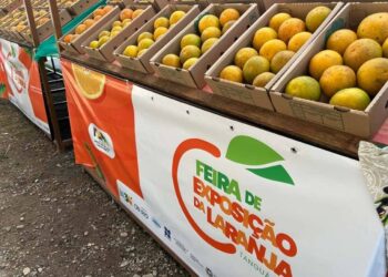 Laranja de Tanguá com selo de Indicação Geográfica vira referência em qualidade no Estado do Rio