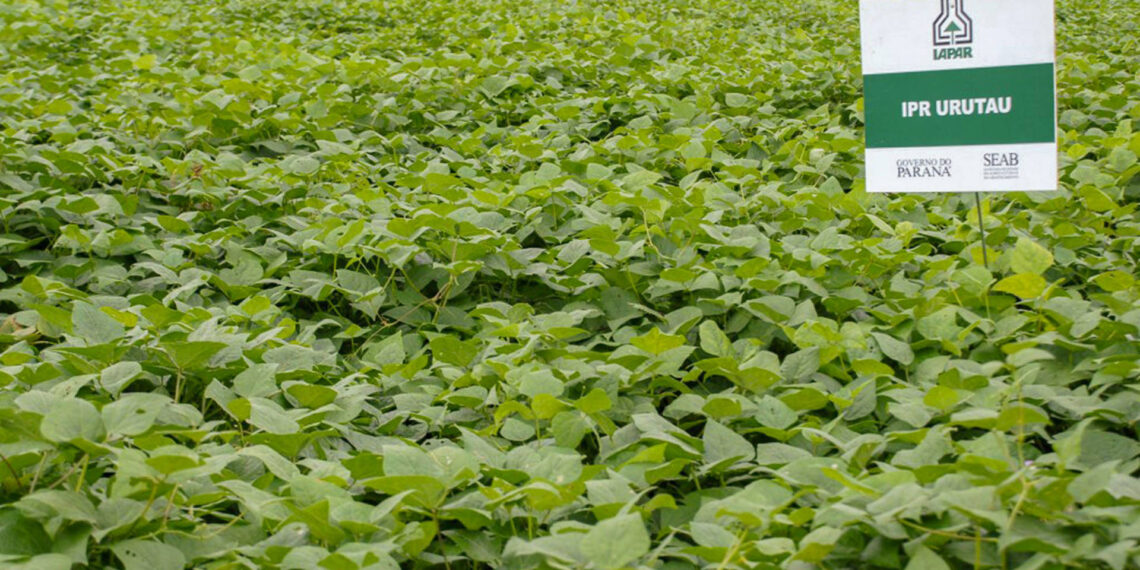 O secretário estadual da Agricultura e do Abastecimento, Norberto Ortigara, participou nesta quinta-feira (28) em Ponta Grossa do lançamento da cultivar de feijão-preto IPR Urutau, elaborada pelo Instituto Agronômico do Paraná (Iapar).  -  Ponta Grossa, 28/03/2019  -  Foto: Divulgação Iapar