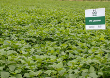 O secretário estadual da Agricultura e do Abastecimento, Norberto Ortigara, participou nesta quinta-feira (28) em Ponta Grossa do lançamento da cultivar de feijão-preto IPR Urutau, elaborada pelo Instituto Agronômico do Paraná (Iapar).  -  Ponta Grossa, 28/03/2019  -  Foto: Divulgação Iapar