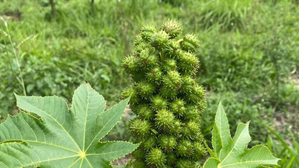 Mamona se torna ameaça silenciosa para lavouras e silos brasileiros