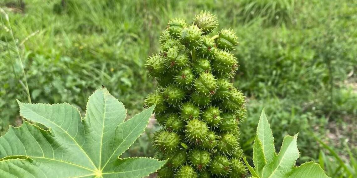 botanistica