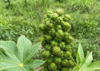 botanistica
