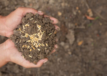 Como a matéria orgânica influencia a fertilidade do solo agrícola