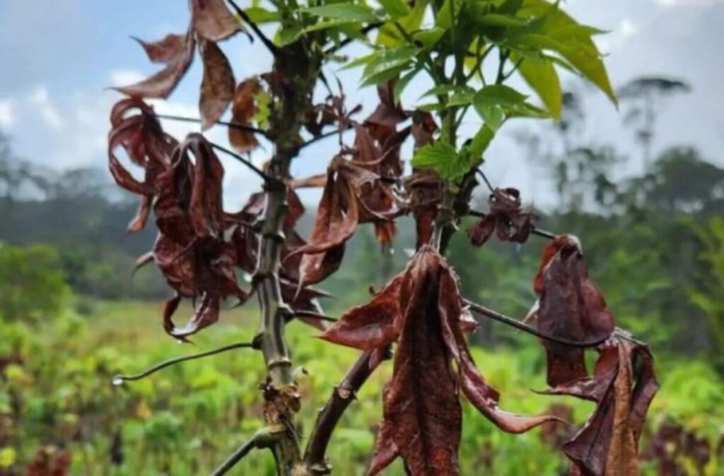 Governo amplia combate à vassoura de bruxa na mandioca com novo investimento de R$ 38 milhões