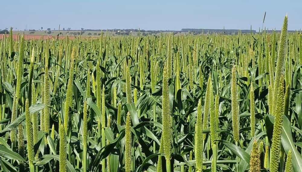 Exportações de milho disparam no Paraná em 2025 e transformam o cenário agrícola do estado