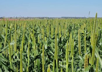 Exportações de milho disparam no Paraná em 2025 e transformam o cenário agrícola do estado