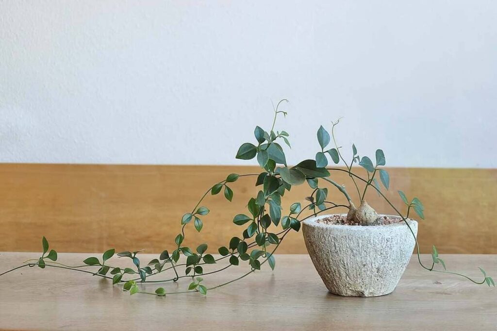 Mini cissus: conheça a planta pendente que conquista pela leveza das folhas