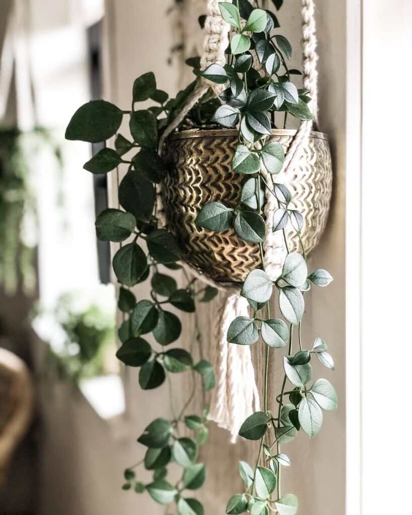 Mini cissus: conheça a planta pendente que conquista pela leveza das folhas