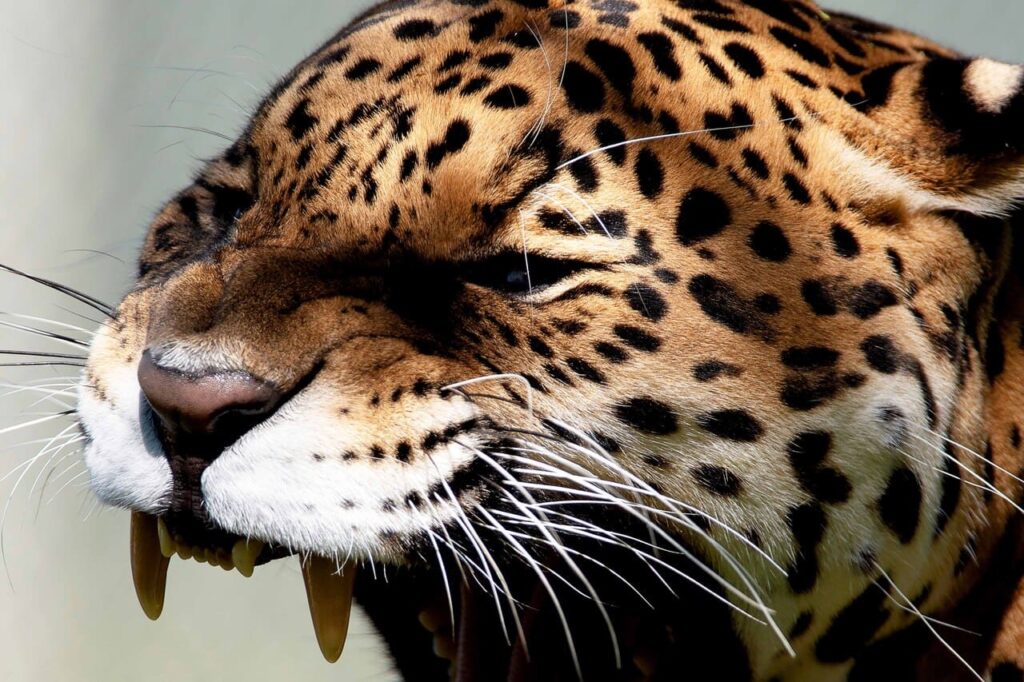 Onças à beira da cerca: mapeamento de 14,3 mil avistamentos expõe desafios da paisagem rural