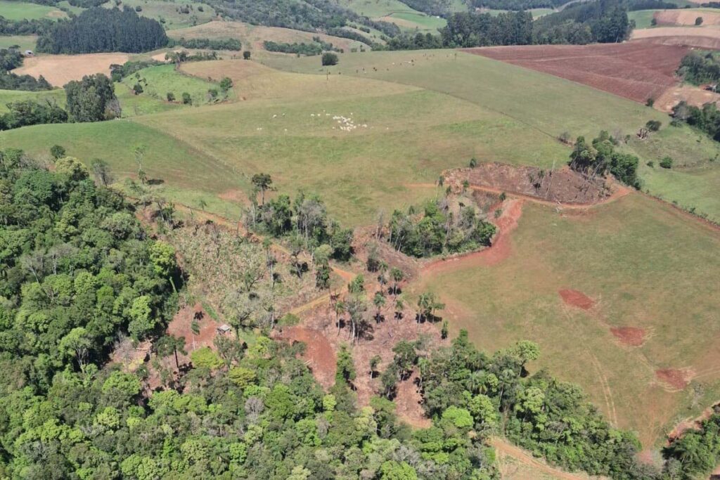 Paraná aplica R$ 2,9 milhões em multas por desmatamento ilegal na Mata Atlântica