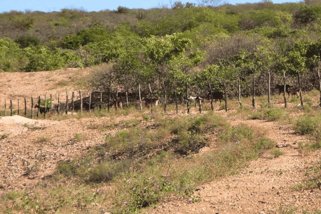 Governo destina R$ 30,2 bilhões para recuperar terras degradadas no país