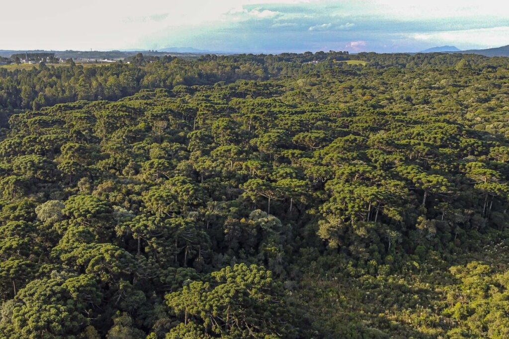 Governo lança programa para quitar dívidas de ICMS e ambientais com desconto