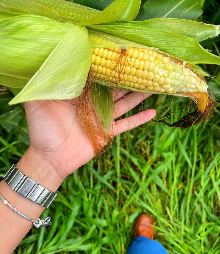 Como cultivar milho verde no quintal: guia para iniciantes