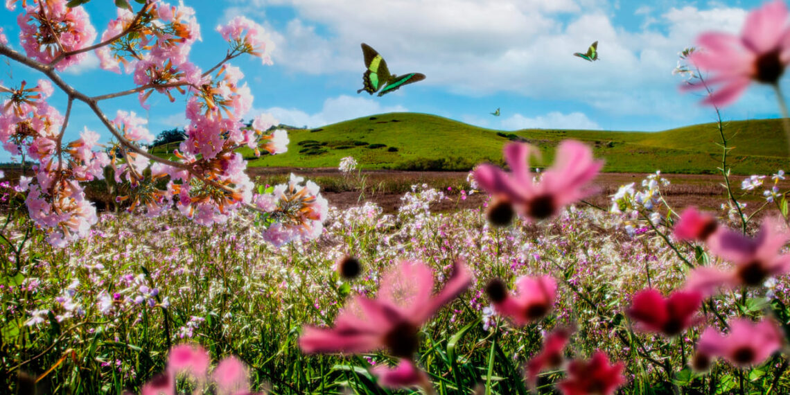 O que plantar na primavera? Guia completo com dicas para flores e hortaliças da estação