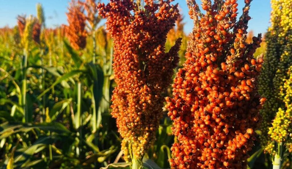 Plantas de cobertura: as espécies mais usadas para proteger o solo no Brasil