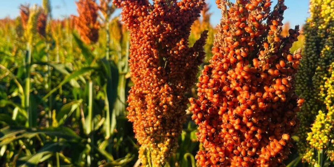 Sorgo, amplamente utilizado na cobertura - Foto: agrofritzenoficial