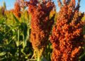 Sorgo, amplamente utilizado na cobertura - Foto: agrofritzenoficial