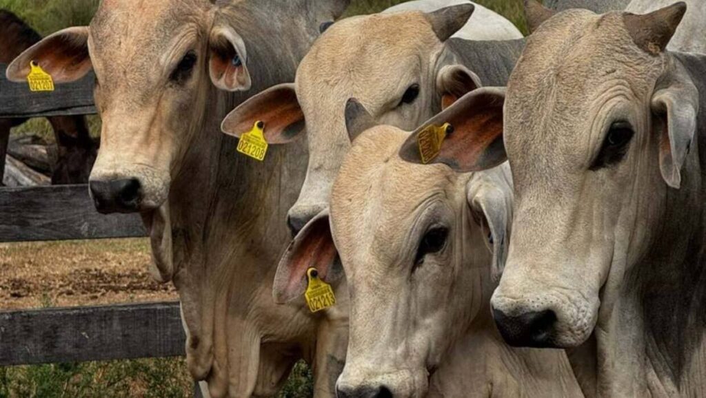 Com rastreamento em tempo real, bovinos do Pará inauguram nova fase da pecuária brasileira