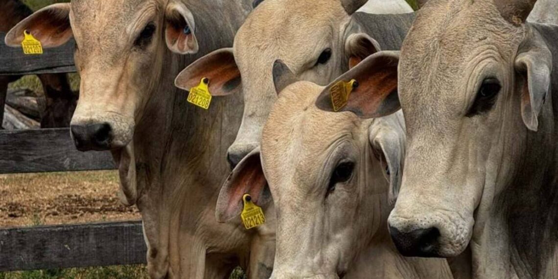 Com rastreamento em tempo real, bovinos do Pará inauguram nova fase da pecuária brasileira