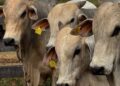 Com rastreamento em tempo real, bovinos do Pará inauguram nova fase da pecuária brasileira