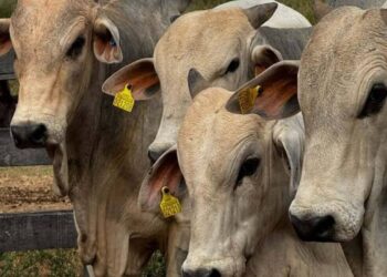 Com rastreamento em tempo real, bovinos do Pará inauguram nova fase da pecuária brasileira