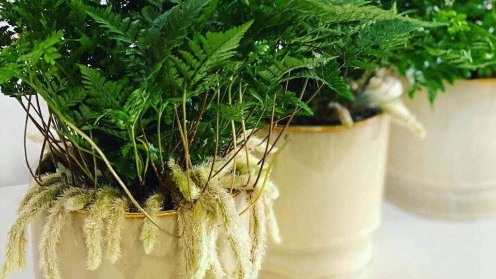 Conheça a samambaia pata de coelho: felpuda, resistente e perfeita para decoração tropical