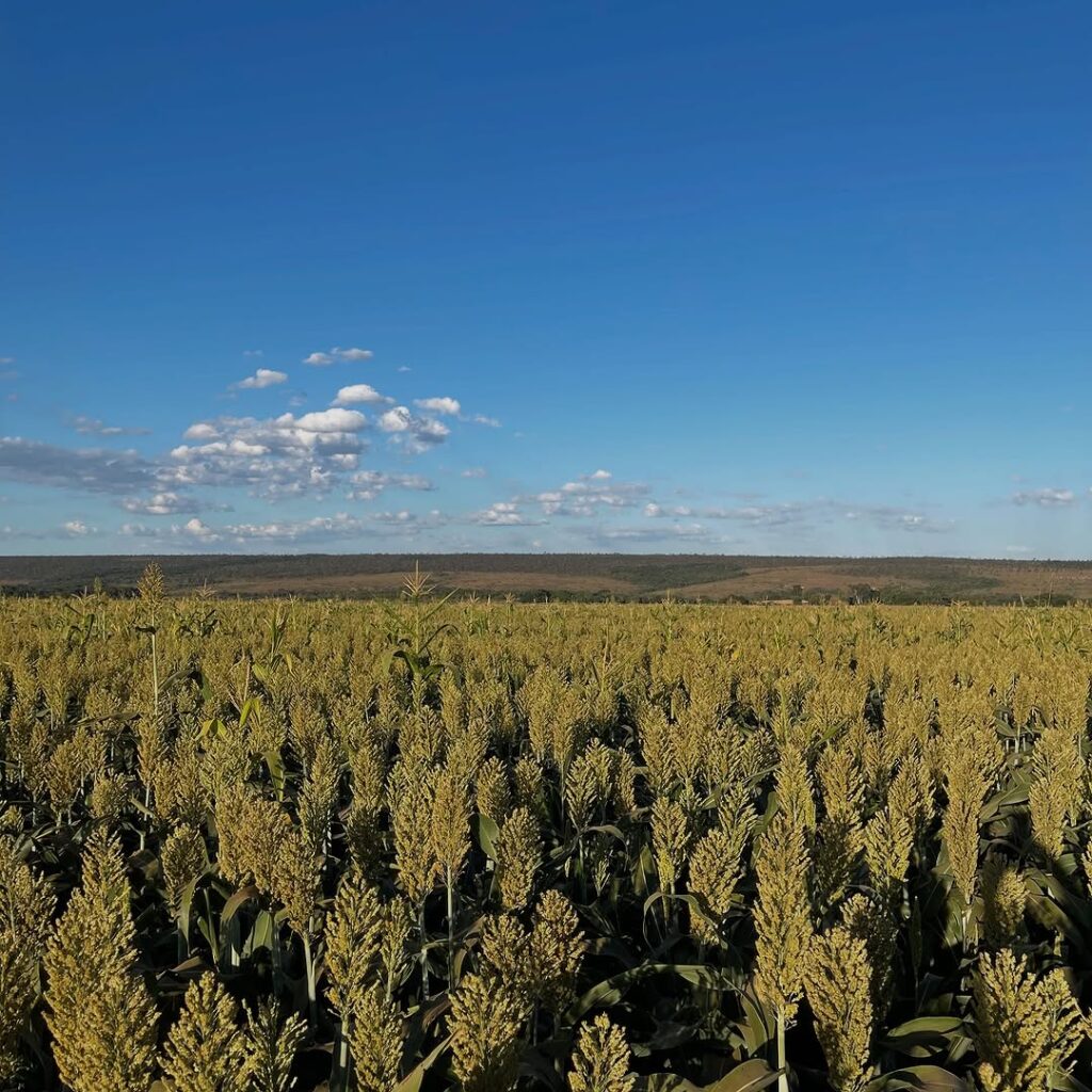 Plantas de cobertura: as espécies mais usadas para proteger o solo no Brasil