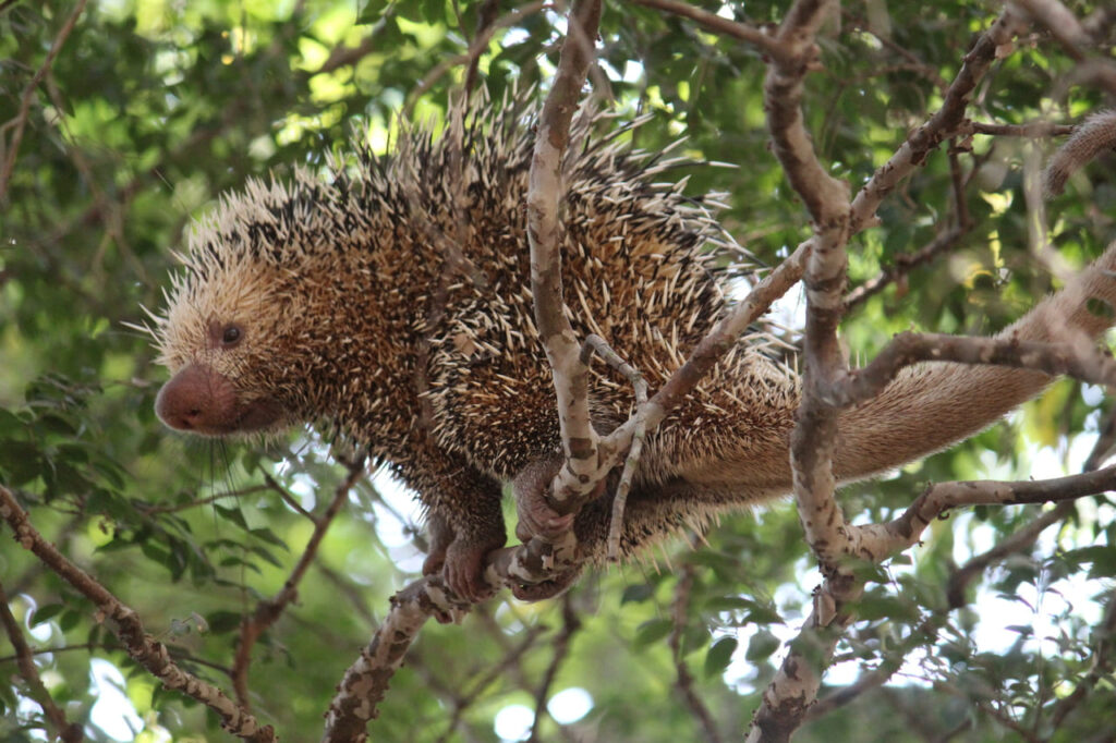 Parasitas são ligados à disseminação de vírus raro que atinge ouriços no Brasil e na Argentina