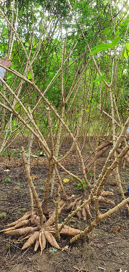 Mandioca BRS Jacundá revoluciona o campo no Amazonas