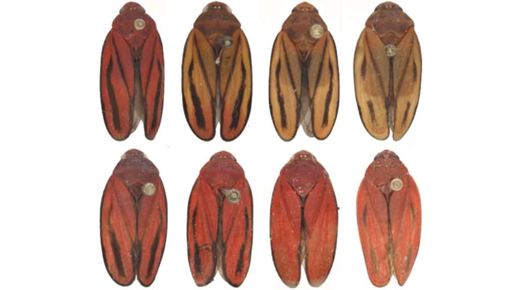 Nova cigarrinha-da-cana é identificada e pode mudar o combate às pragas nos canaviais