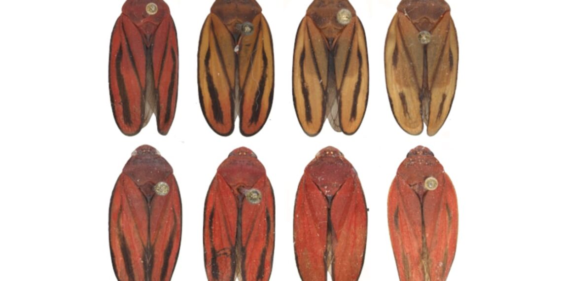 Nova cigarrinha-da-cana é identificada e pode mudar o combate às pragas nos canaviais