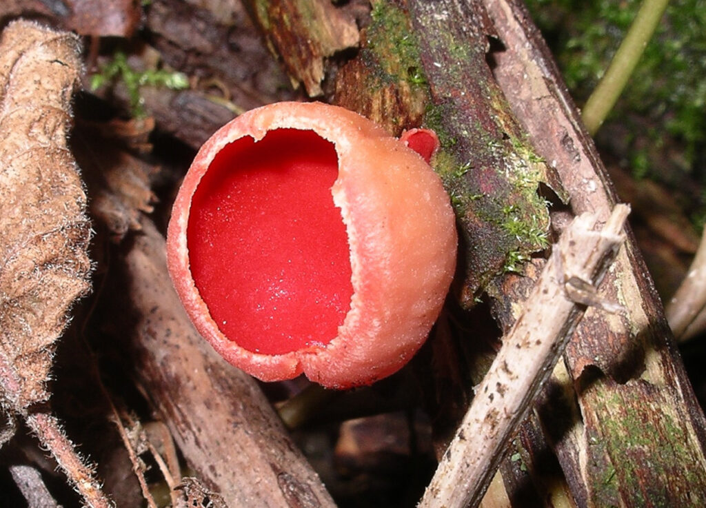 Fungos surgiram há mais de 1 bilhão de anos, revela estudo que reescreve a história evolutiva