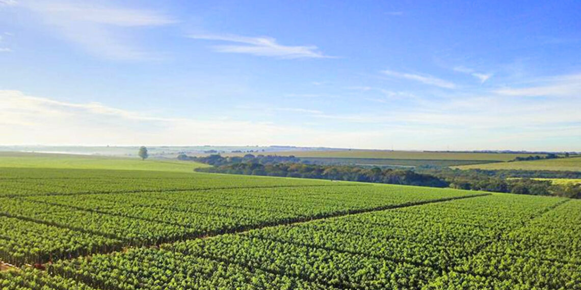 Imagem: Divulgação