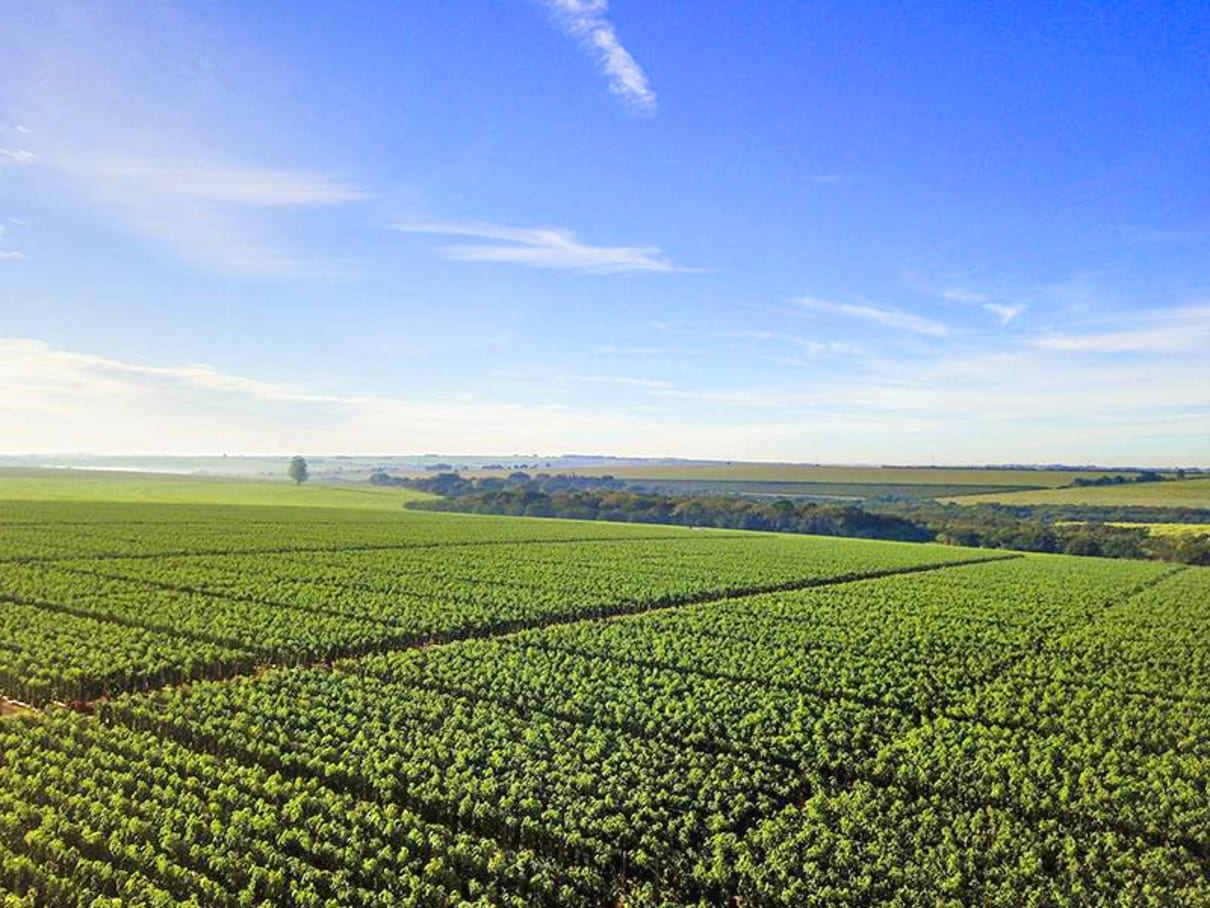 Produtor de tomate compartilha embalagens retornáveis com redes varejistas e ganha eficiência operacional