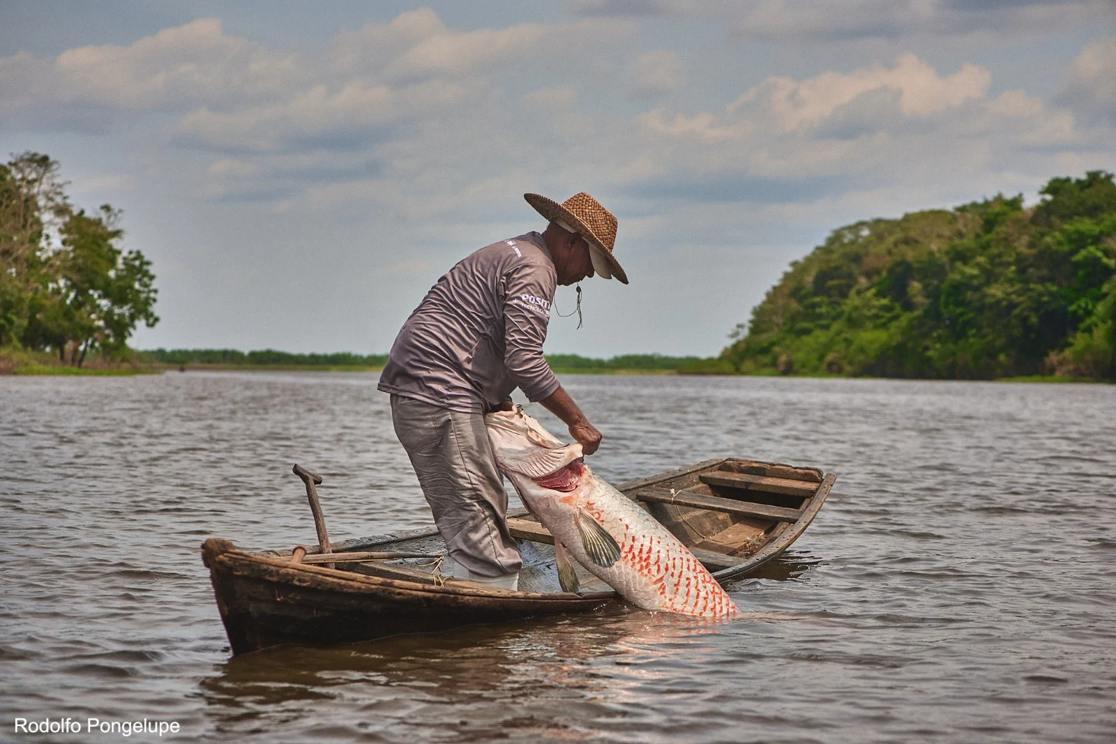 Pirarucu agora tem “CPF digital” e abre caminho para novos mercados