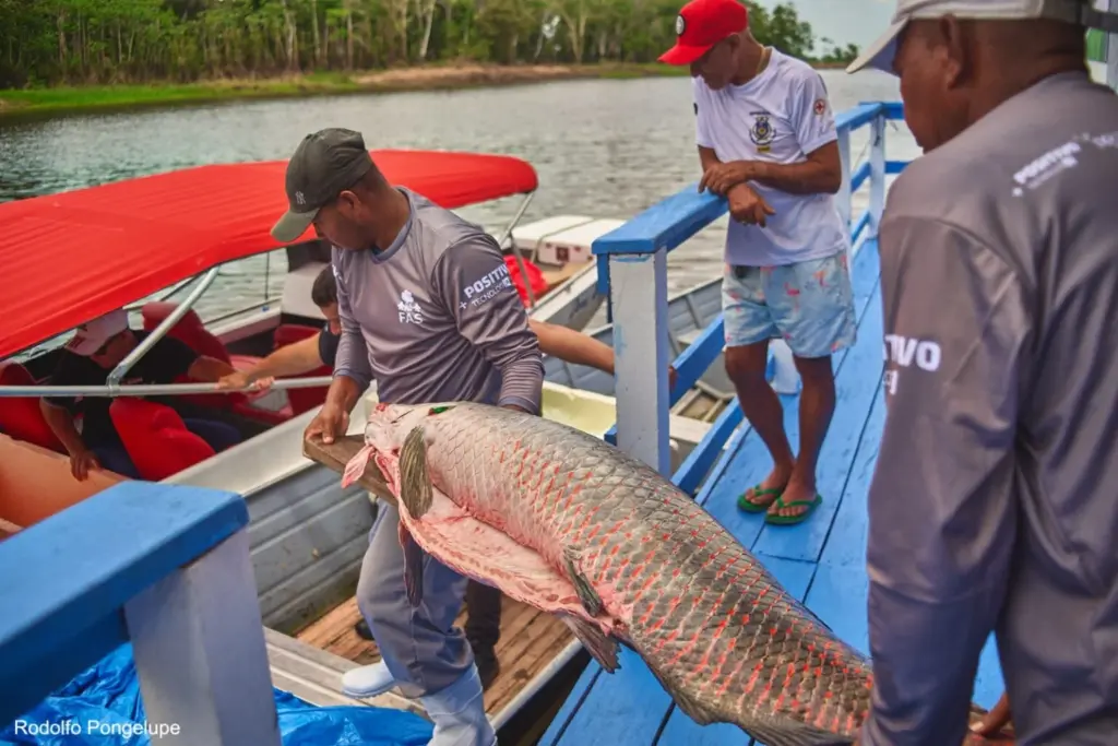 Pirarucu agora tem “CPF digital” e abre caminho para novos mercados