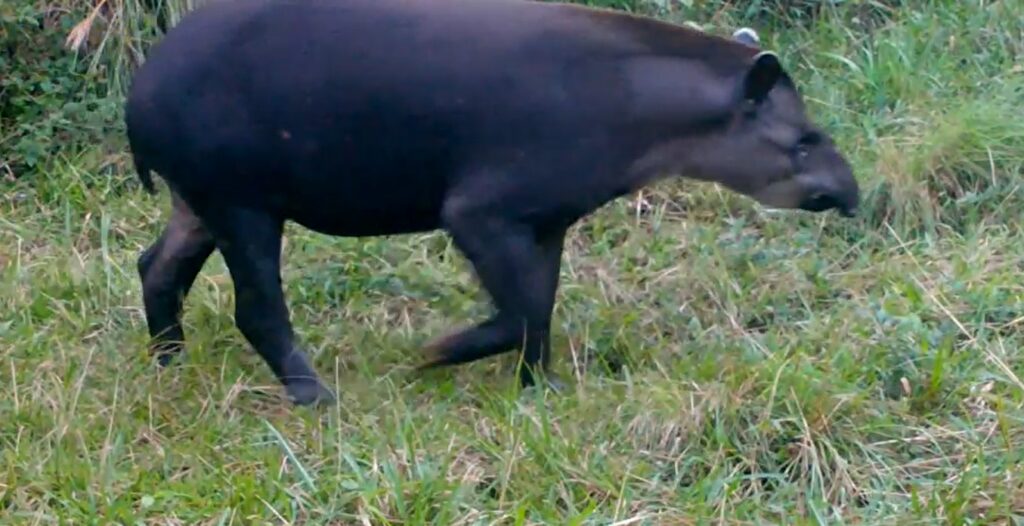 Biodiversidade do litoral do Paraná ganha reforço na luta contra a extinção