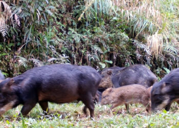 Biodiversidade do litoral do Paraná ganha reforço na luta contra a extinção