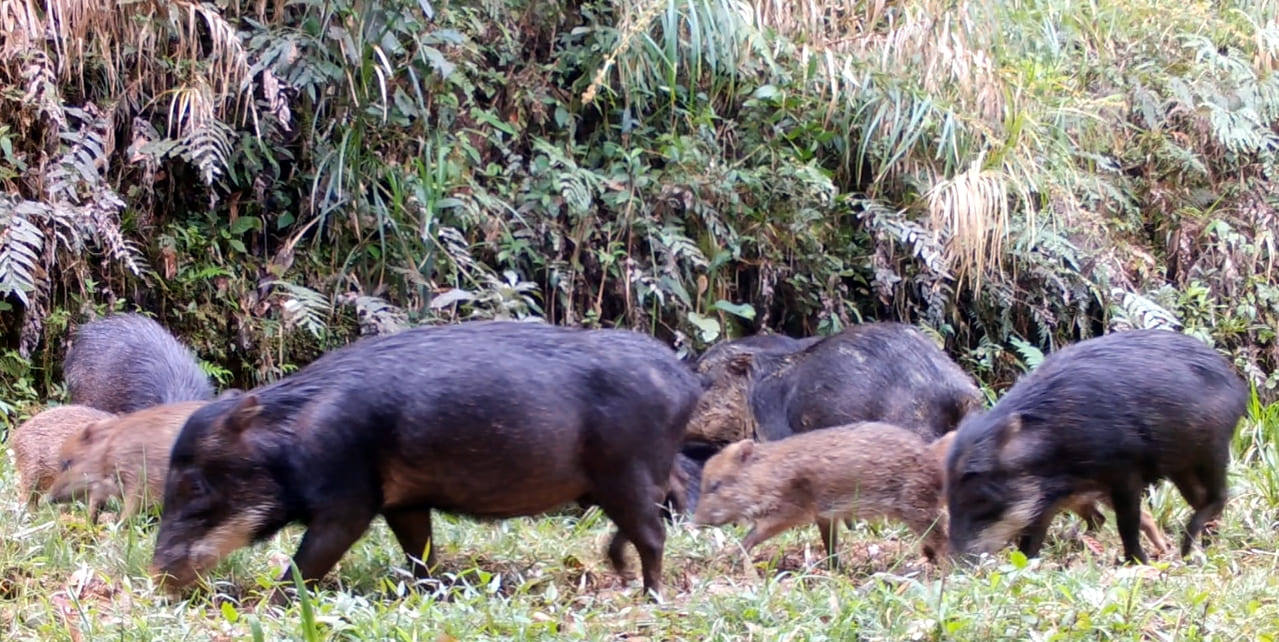 Biodiversidade do litoral do Paraná ganha reforço na luta contra a extinção
