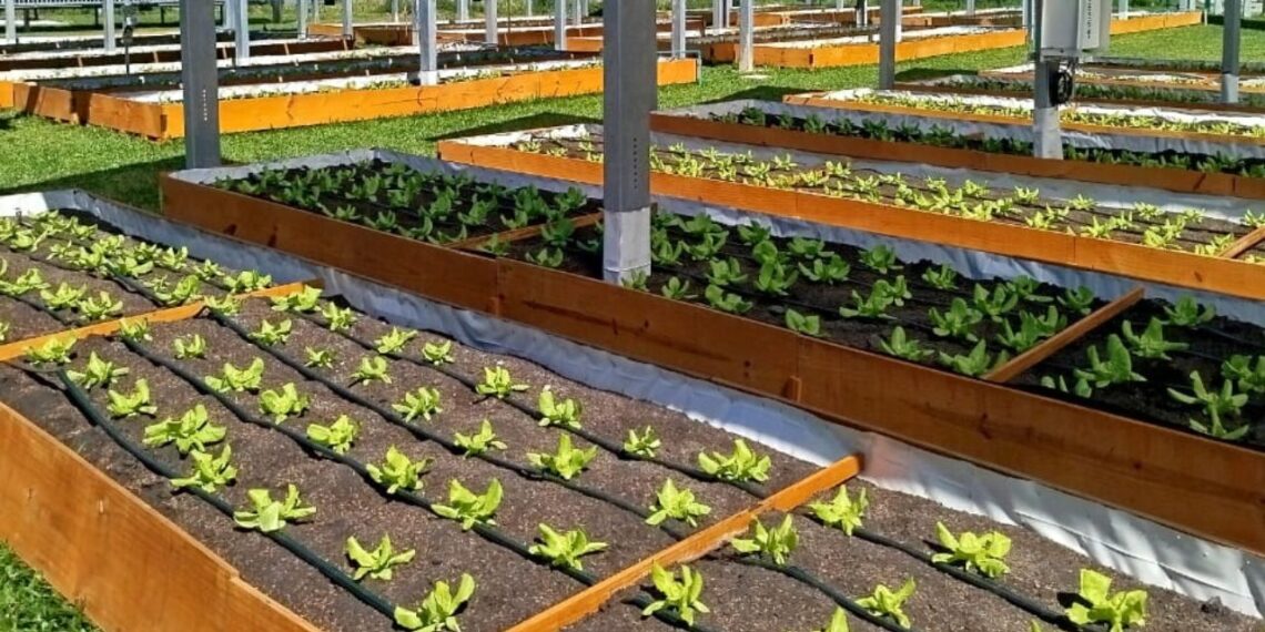 UFSC inaugura sistema agrifotovoltaico pioneiro em SC