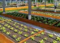 UFSC inaugura sistema agrifotovoltaico pioneiro em SC