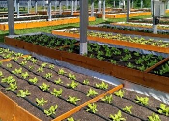 UFSC inaugura sistema agrifotovoltaico pioneiro em SC
