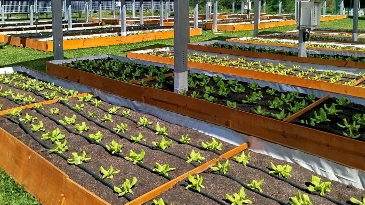 UFSC inaugura sistema agrifotovoltaico pioneiro em SC
