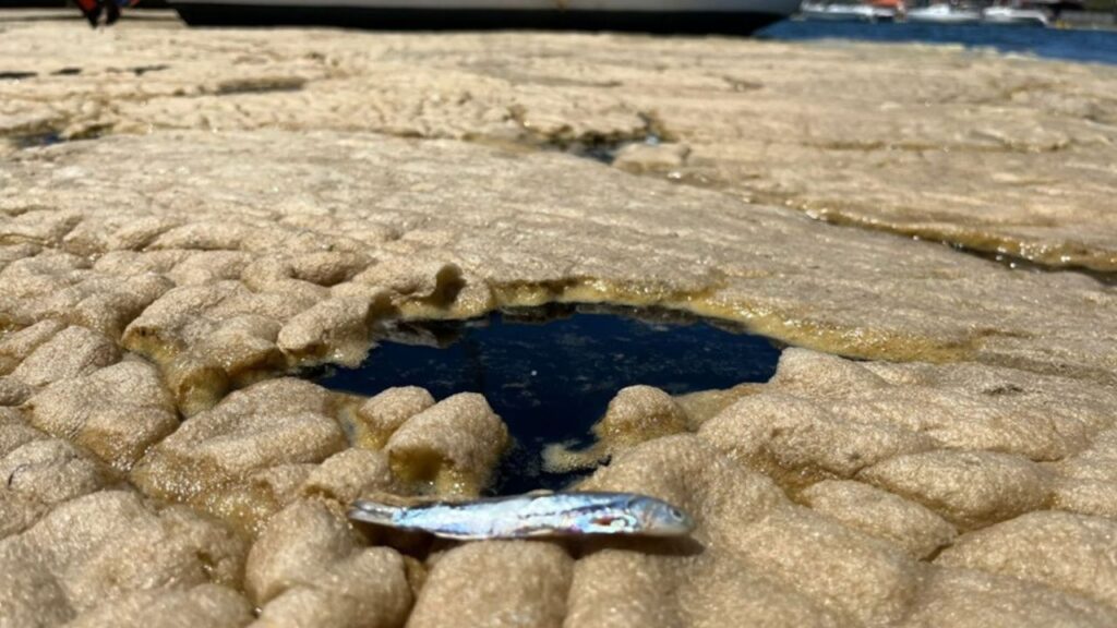 Laudo da UFSC aponta causas da espuma na Lagoa da Conceição