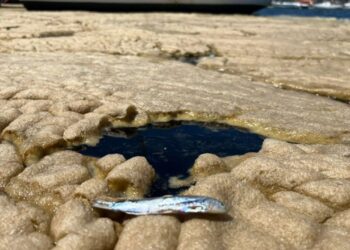 Foto: Divulgação/UFSC