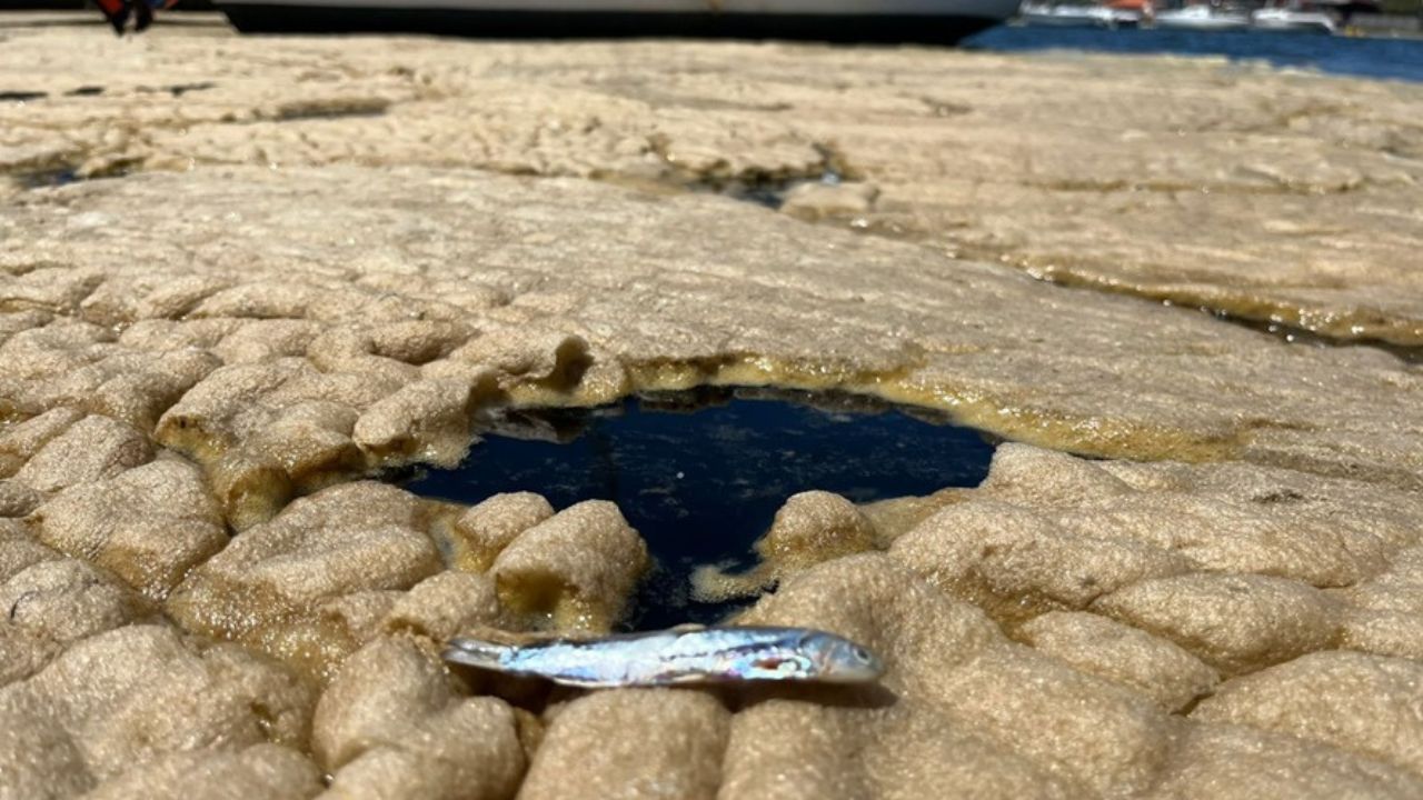 Laudo da UFSC aponta causas da espuma na Lagoa da Conceição